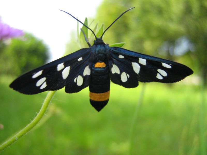 Il ritorno... Amata phegea